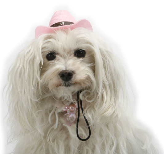 Doggydolly Hundemode, Betsy