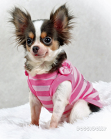 DroolingDog Hund Sicherheit Shirts Kleiner Hund Sicherheits-Kleidung-Haustier-T-Shirt für Hunde