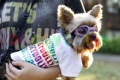 Hunde-T-Shirt Doggydolly wei